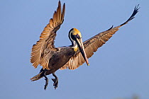 Brown pelican (Pelecanus occidentalis) in flight, Gulf Coast, Florida, USA, March.