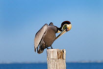 Brown pelican (Pelecanus occidentalis) preening on post, Gulf Coast, Florida, USA, MArch.