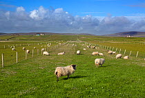 Long strips of Croft farmland, with grazing sheep, Baile Mor, North Uist, Outer Hebrides, Scotland, UK, June.