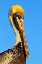 Brown pelican (Pelecanus occidentalis) portrait, Gulf Coast, Florida, USA, March.
