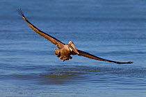 Brown pelican (Pelecanus occidentalis) in flight after catching fish, Gulf Coast, Florida, USA, March.