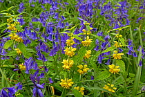 RF- Yellow archangel (Lamiastrum galeobdolon) and Bluebells (Hyacinthoides non-scripta) in flower in woodland, Norfolk, England, UK, May. (This image may be licensed either as rights managed or royalt...