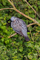 Wood pigeon (Columba palumbus) preening, Norfolk, England,  UK, June.