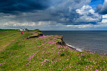 Couple in the distance walking along coastal path with Sea thrift (Armeria maritima) at Weybourne, Norfolk, England, UK, May.