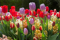 Tulip (Tulipa) varieties and Hyacinths (Hyacinthus) in flower in garden, Norfolk, England, UK, April.