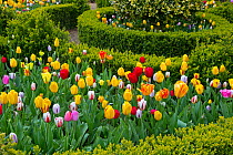 Cultivated Tulip (Tulipa) varieties in flower in garden with Box (Buxus) hedging in flower, Norfolk, England, UK.