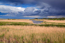 Saltmarsh landscape at RSPB Titchwell Nature Reserve, Norfolk, England, UK, May.