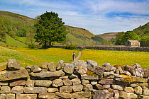 Hay meadows and barns in field with buttercups and dry stone walls, Swaledale, near Muker Village Yorkshire, England, UK, June 2015.