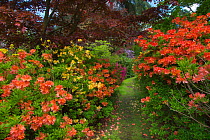 Azaleas and rhodedendroms in woodland garden, Stody Lodge, Norfolk, England, UK, May.