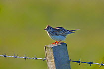 Skylark (Alauda arvensis) on fence post, North Uist,  Hebrides, Scotland, UK, June.