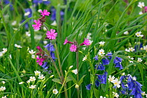 Bluebells (Hyacinthoides non-scripta) Red campion (Silene dioica) Greater stitchwort (Stellaria holostea) growing on field boundary, Norfolk, England, UK, May