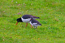 Oyster catcher (Haematopus ostralegus) and young feeding in marshy field, North Uist, Hebrides, Scotland, UK, June.