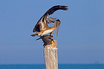 Brown pelican (Pelecanus occidentalis) landing on Cormorant (Phalacrocorax auritus) Gulf Coast, Florida, USA, March