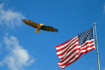 Bald eagle (Haliaeetus leucocephalus) and the Flag of the United States of America. Digital composite.
