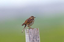 Meadow pipit (Anthus pratensis) perched on post, North Uist, Scotland, England, UK, June.