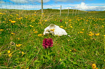 Northern marsh orchids (Dactylorchis purpurella) in flower among buttercups, Machair, North Uist, Scotland, UK. June.
