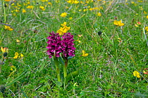 Northern marsh orchids (Dactylorchis purpurella) in flower among buttercups, Machair, North Uist, Scotland, UK. June.