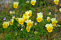 Mountain pansies (Viola lutea) Machair, North Uist, Scotland, UK, June.