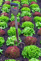 Lettuce varieties including Cos and Lollo rosso in decorative vegetable patch.