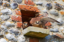 Kestrel (Falco tinnunculus) male feeding young in nest, Norfolk, England, UK, July.