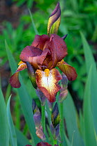 Iris cultivar 'Kent Pride' in flower in garden.