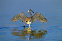 Tri-coloured heron (Egretta tricolour) in lagoon with wings stretched, Fort Myers Beach, Florida, USA, March.