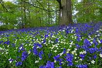 Bluebells (Hyacinthoides non-scriptus) and Greater stitchwort (Stellaria holostea), in woodland, Norfolk, England, UK, May.