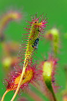 Great sundew (Drosera anglica) with fly, Norfolk, England, UK, June