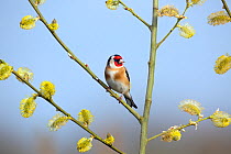 Goldfinch (Carduelis carduelis) on Pussy willow branch (Salix caprea) in spring, Norfolk, England, UK, April.