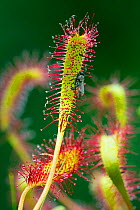 RF- Great sundew (Drosera anglica) with fly, Norfolk, England, UK, June. (This image may be licensed either as rights managed or royalty free.)