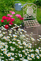 Garden chair with Ox-eye daisies (Leucanthemum vulgare) and potted Pelargoniums.