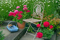 Garden chair with potted Pelargoniums, and garden tools in basket with Ox-eye daisies (Leucanthemum vulgare).