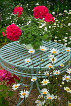 Garden table in summer, with pot of Pelargoniums, and Ox-eye daisies (Leucanthemum vulgare).