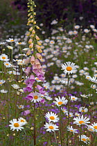 Garden with flowers including Ox eye daisies (Leucanthemum vulgare) and Foxglove (Digitalis purpurea)