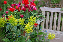 Tulips (Tulipa) and Euphorbia with garden seat, Norfolk, England, UK, April.