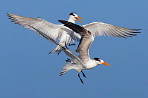 Royal terns (Sterna maxima) in flight squabbling, Fort Myers Beach, Florida, USA, March.