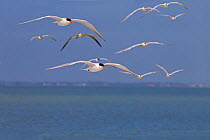 Flock of Royal terns (Sterna maxima) in flight, Fort Myers, beach, Florida, USA, March.