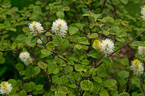Mountain witch alder (Fothergilla major) in flower, Florida, USA, May.