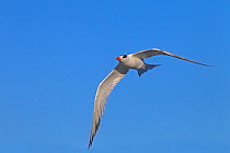 Royal tern (Sterna maxima) in flight, Fort Myers Beach, Florida, USA, March.