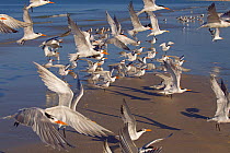 Flock of Sandwich terns (Thalasseus sandvicensis) and Royal terns (Sterna maxima) in flight. Fort Myers Beach, Florida, USA, March.