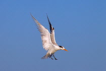 Royal tern (Sterna maxima) in flight, Fort Myers beach, Florida, USA, March.
