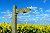 Footpath sign in field of oilseed rape (Brassica napus), Norfolk, England, UK, April.
