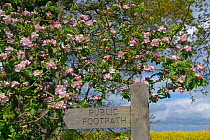 Footpath sign  against Apple blossom (Malus domestica) and field of Oilseed rape (Brassica napus) in flower, Norfolk, England, UK, March.