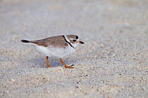 Piping plover (Charadrius melodus) on beach, Florida, USA, March.