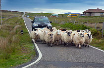 Farmer in vehicle  with Collie sheepdog driving sheep,  Baile Mor North Uist. Outer Hebrides, Scotland, June.