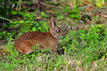 Marsh rabbit (Sylvilagus palustris) grazing on roadside vegetation, Florida, USA, March.