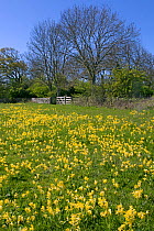 Field of Cowslips (Primula veris) Norfolk, England, UK, April.