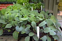 Red cabbage 'Primero' (Brassica oleracea capitata) plants in greenhouse.