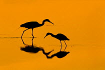 RF- Little blue heron (Egretta caerulea) and Great egret (Ardea alba) in lagoon at sunrise. Fort Myers beach, Gulf Coast, Florida, USA, March. (This image may be licensed either as rights managed or r...