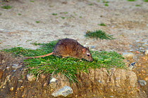 Brown rat (Rattus norvegicus) on riverbank, Norfolk, England, UK, April.